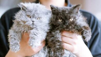 9 Curly Haired Cat Breeds: A Guide To Curly-Haired Cat Breeds From ...
