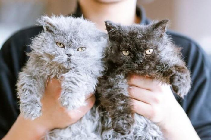 9 Curly Haired Cat Breeds: A Guide To Curly-Haired Cat Breeds From ...