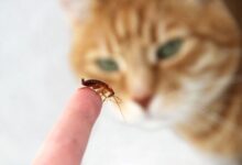 Do Cats Eat Roaches? - Cats.com