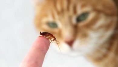 Do Cats Eat Roaches? - Cats.com