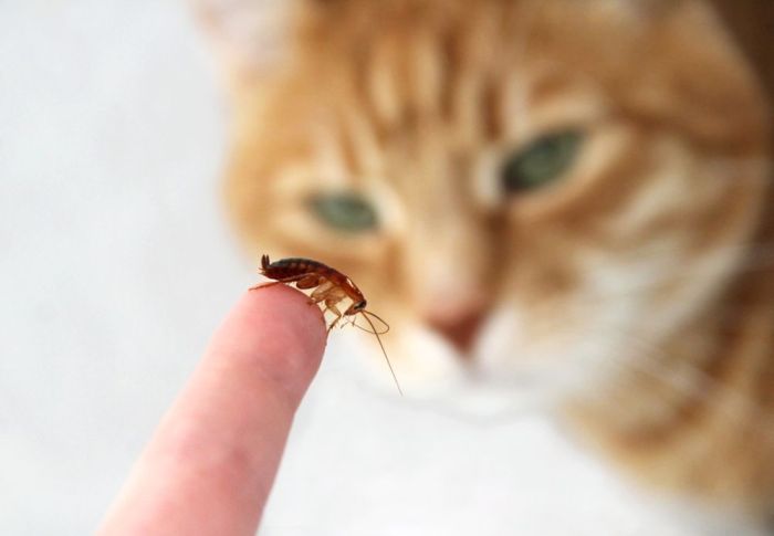 Do Cats Eat Roaches? - Cats.com