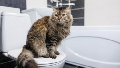 Why Do Cats Like Bleach? - Cats.com