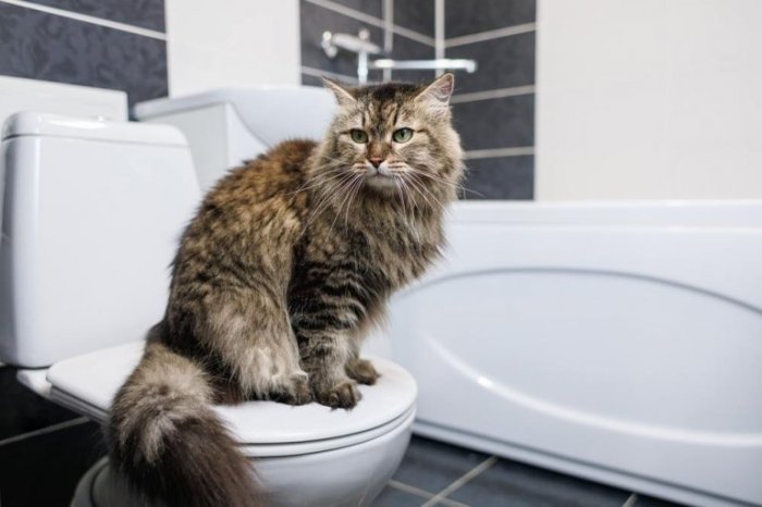 Why Do Cats Like Bleach? - Cats.com