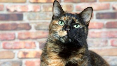 Understanding torbie cats: A closer look at their unique traits and ...