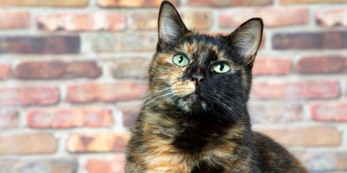 Understanding torbie cats: A closer look at their unique traits and ...