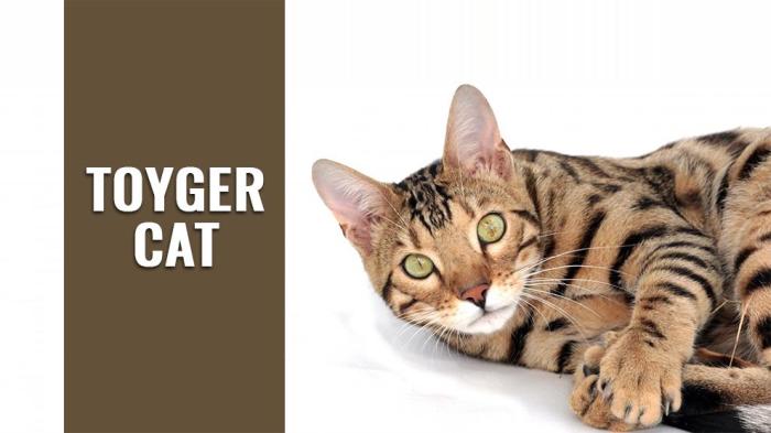 How Much Does a Toyger Cat Cost? 2026 Price Guide | Hepper Pet Resources