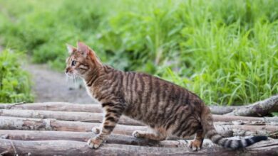 Top 50 Tiger Striped Cat Names for Your Unique Feline Companion ...