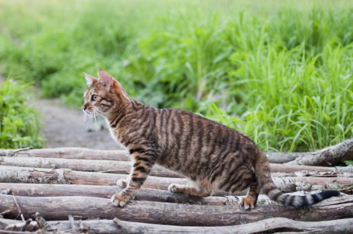 Top 50 Tiger Striped Cat Names for Your Unique Feline Companion ...