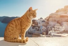 175+ Most Popular Latin Cat Names - LOL Cats