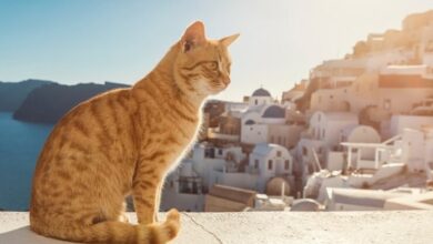 175+ Most Popular Latin Cat Names - LOL Cats
