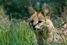 5 Unique Cats That Look Like Cheetahs (With Pictures) - Bela Pets