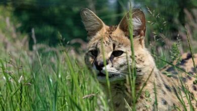 5 Unique Cats That Look Like Cheetahs (With Pictures) - Bela Pets