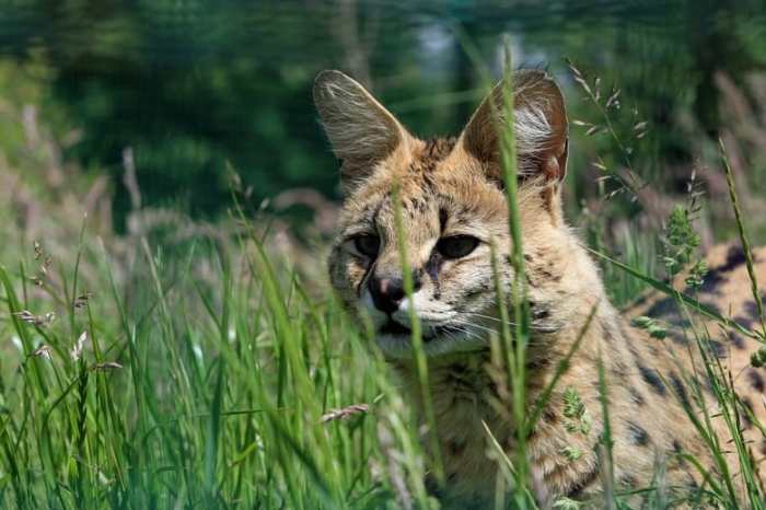 5 Unique Cats That Look Like Cheetahs (With Pictures) - Bela Pets