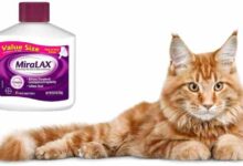 How Much Miralax Can I Give My Cat? Dosage Guide