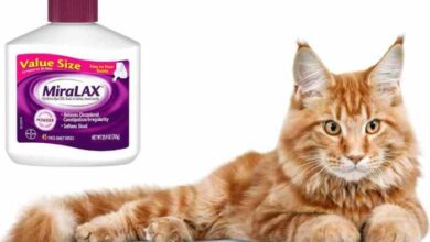 How Much Miralax Can I Give My Cat? Dosage Guide