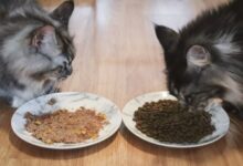Unbiased Kirkland Cat Food Review - Cats.com