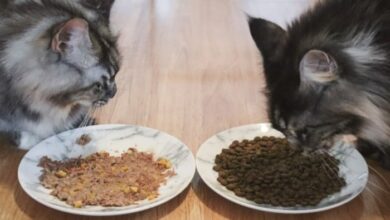 Unbiased Kirkland Cat Food Review - Cats.com