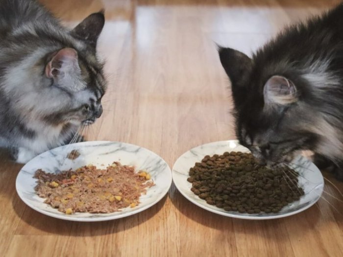 Unbiased Kirkland Cat Food Review - Cats.com