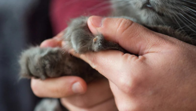 How to Treat an Ingrown Cat Nail: Essential Tips for Cat Owners - Petful