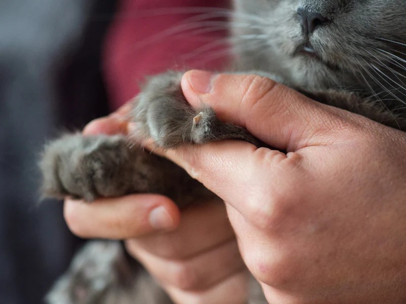 How to Treat an Ingrown Cat Nail: Essential Tips for Cat Owners - Petful