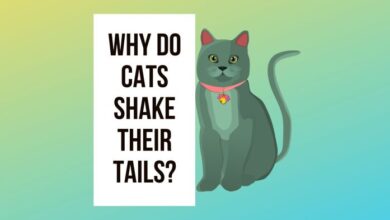 Why Do Cat Tails Shake or Quiver: 14 Implied Reasons - CatBounty