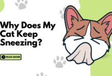 Why Does Your Kitten Keep Sneezing? What You Can Do · Kinship