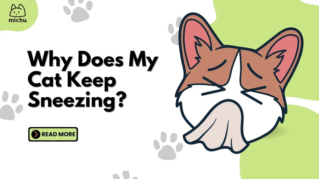 Why Does Your Kitten Keep Sneezing? What You Can Do · Kinship
