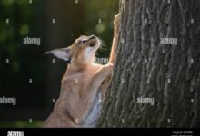 Are caracal cats good pets for families? - whiskerripple.com