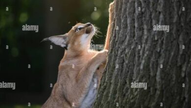 Are caracal cats good pets for families? - whiskerripple.com