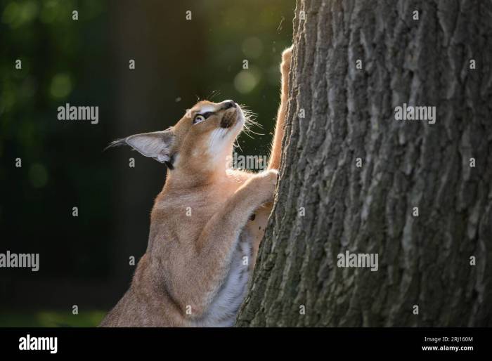 Are caracal cats good pets for families? - whiskerripple.com