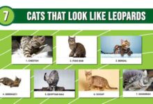 What are the cats that look like leopards