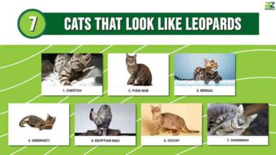 What are the cats that look like leopards
