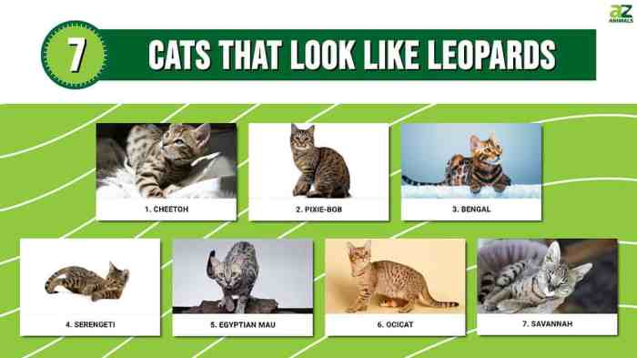 What are the cats that look like leopards