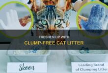 The Best Non-tracking Cat Litter for Your Clawed Companion