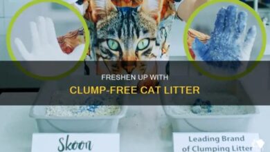 The Best Non-tracking Cat Litter for Your Clawed Companion