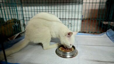 Starving cats 'clawed at window' after being left with no food or water ...