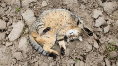 Tiger striped cats