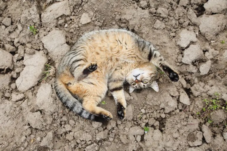 Tiger striped cats