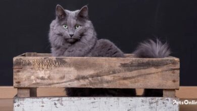 Nebelung Cat Breed Profile | Litter-Robot
