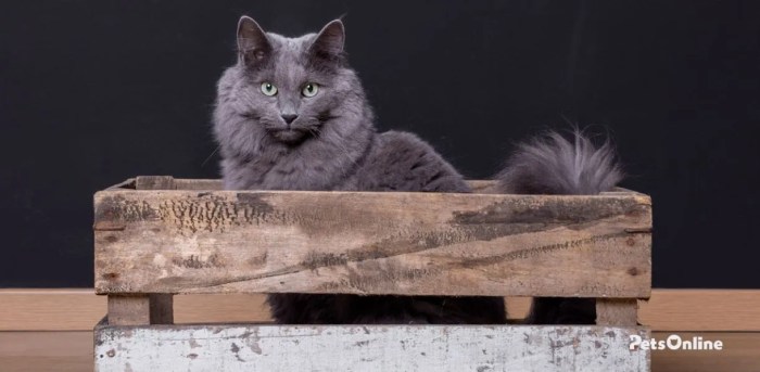 Nebelung Cat Breed Profile | Litter-Robot