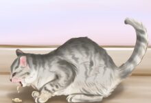 Cat Worms Pictures Types: Explaining Different Worms in Cats