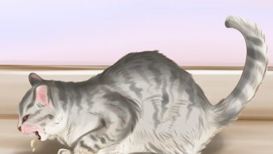Cat Worms Pictures Types: Explaining Different Worms in Cats