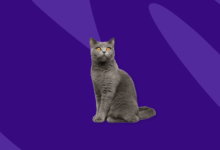 Antihistamine for cats