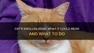 Swollen Nose : r/CATHELP