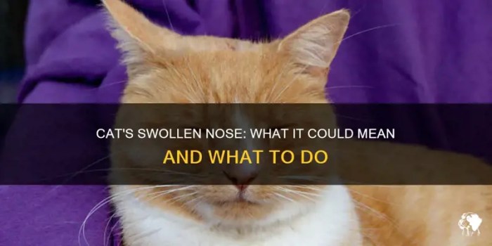 Swollen Nose : r/CATHELP