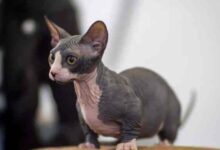 10 Cute Cat Breeds with Short Legs - The Discerning Cat