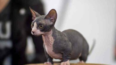 10 Cute Cat Breeds with Short Legs - The Discerning Cat