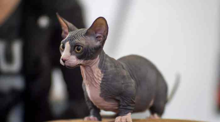 10 Cute Cat Breeds with Short Legs - The Discerning Cat