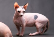 10 odd and strange looking cat breeds - Onlinecatworld