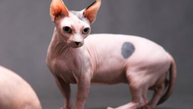 10 odd and strange looking cat breeds - Onlinecatworld